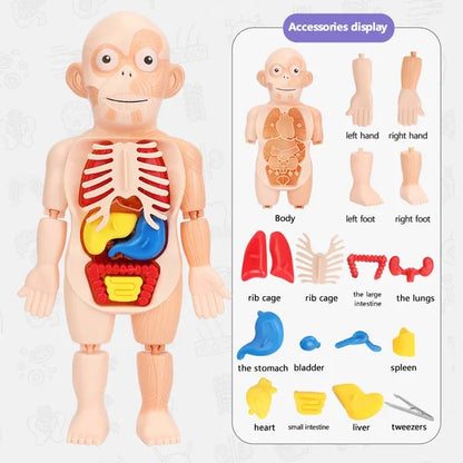 NovasAnatomy™: Anatomische Verkenning voor Kinderen