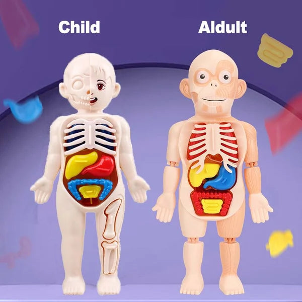 NovasAnatomy™: Anatomische Verkenning voor Kinderen