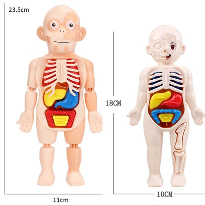 NovasAnatomy™: Anatomische Verkenning voor Kinderen