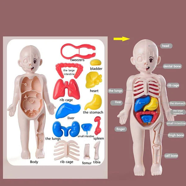 NovasAnatomy™: Anatomische Verkenning voor Kinderen